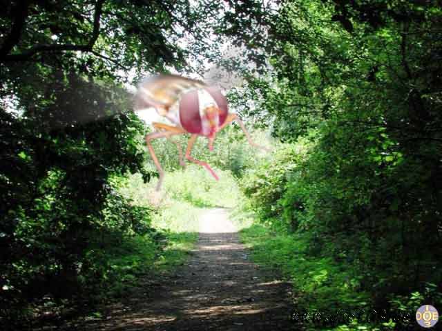 Anflug.....Original : Doe-Pics - Natur