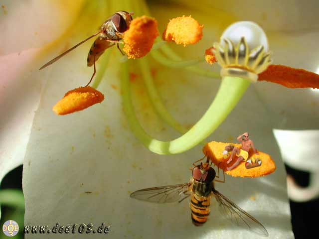 Brotzeit.....Original : Doe-Pics - Natur