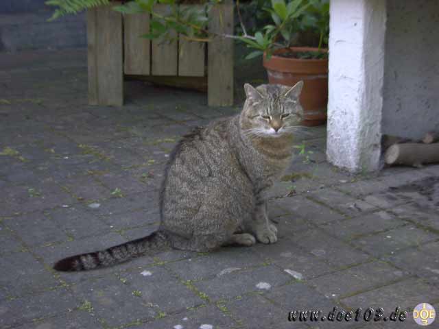 Catzone-01  Miau ! Damit das mal klar ist, das ist mein Revier. Hier wird also nichts markiert !