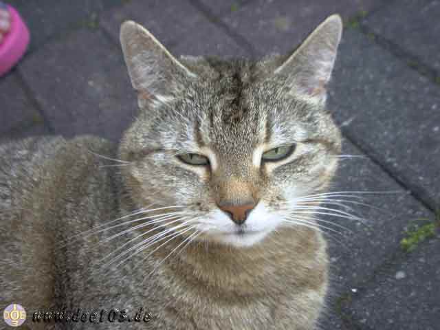 Catzone-02