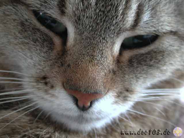 Catzone-06