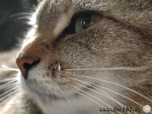 Catzone-07