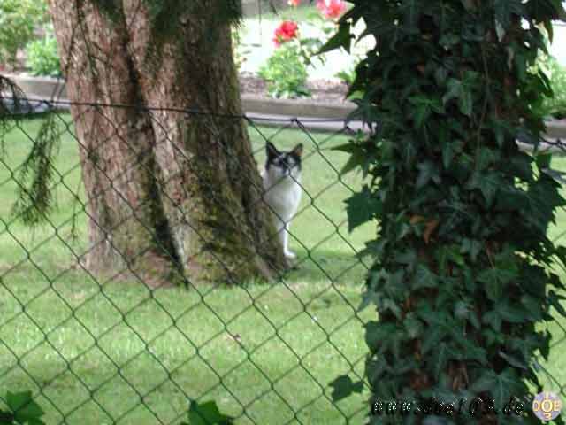 Catzone-11   Meine Nachbarkatze  an der Reviergrenze. (beginnt am Baum)