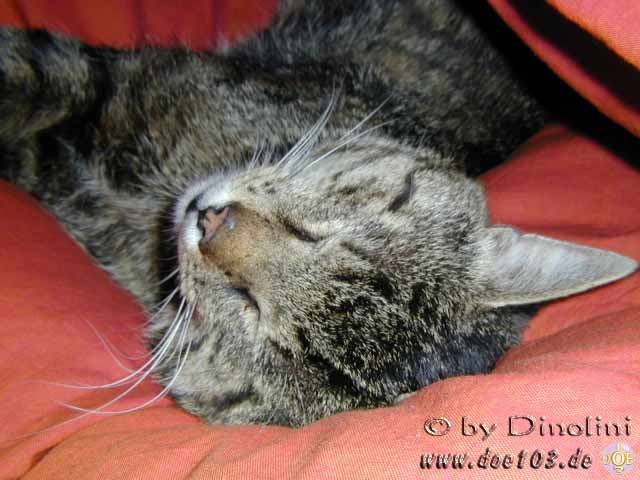 Catzonegast-01