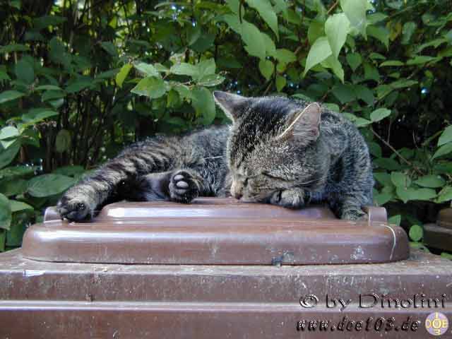 Catzonegast-02