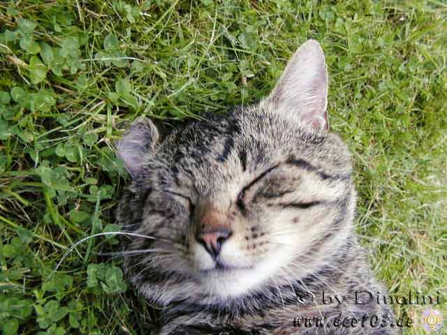 Catzonegast-04