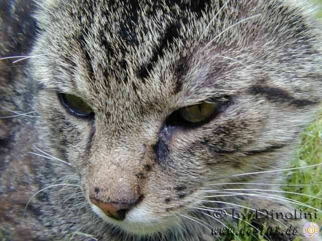 Catzonegast-05