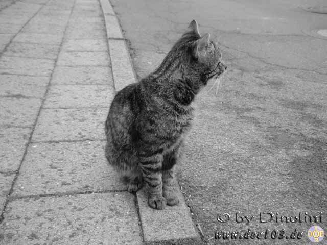 Catzonegast-07