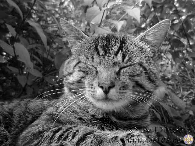 Catzonegast-08