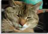 Catzone-04