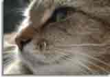 Catzone-07