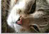 Catzone-08