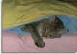 Catzone-09