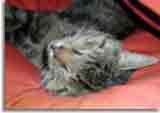 Catzonegast-01