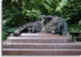 Catzonegast-02