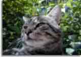 Catzonegast-03