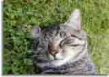 Catzonegast-04