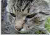 Catzonegast-05