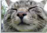 Catzonegast-06