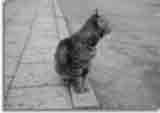 Catzonegast-07