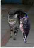 Catzonegastvisit.. Natrlich habe ich meinen Gast auch mal besucht.