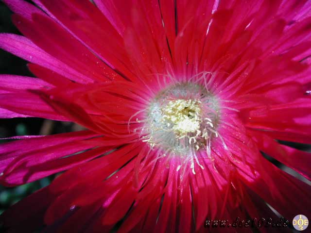Flowers-doepics-a-30
