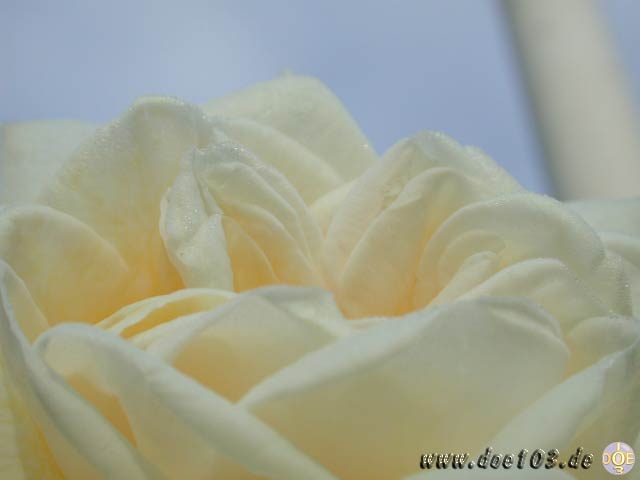 Flowers-doepics-a-32