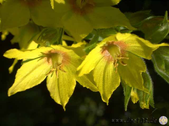 Flowers-doepics-a-41
