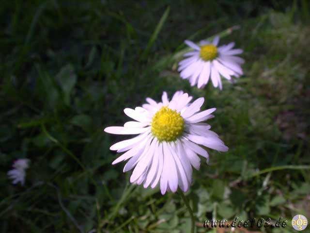 Flowers-doepics-a-42