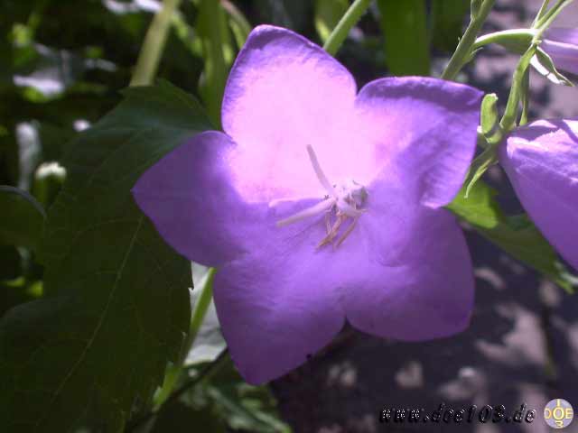 Flowers-doepics-a-45