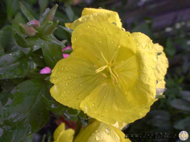 Flowers-doepics-a-46