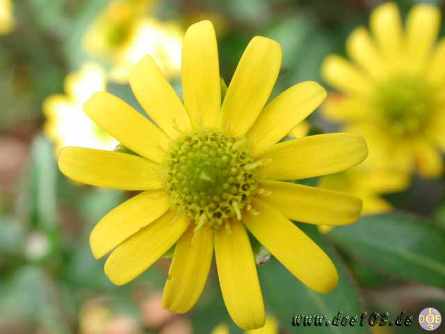 Flowers-doepics-a-48