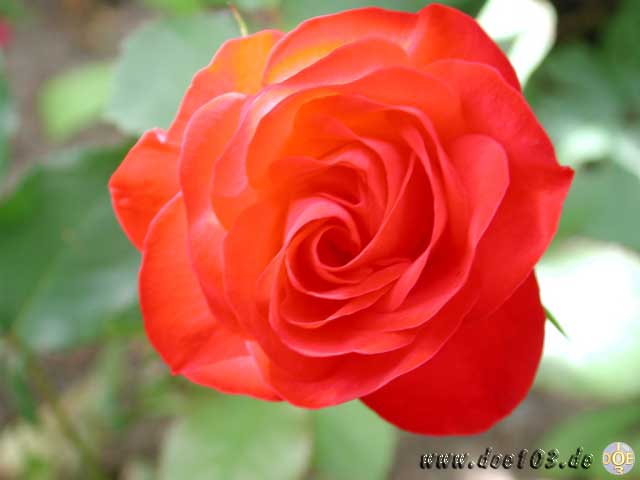 Flowers-doepics-a-49