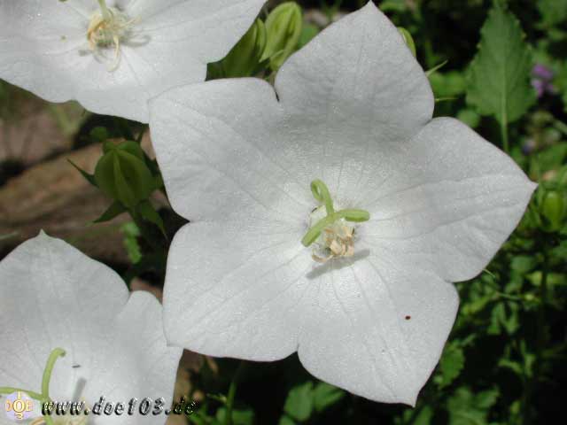 Flowers-doepics-a-50