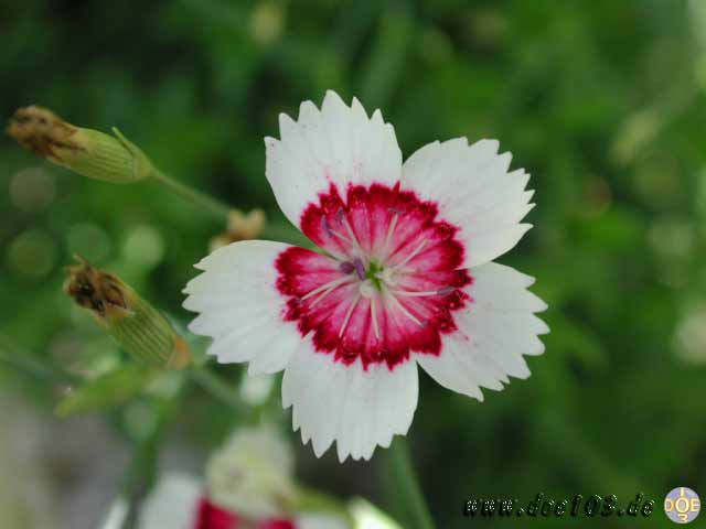 Flowers-doepics-a-51