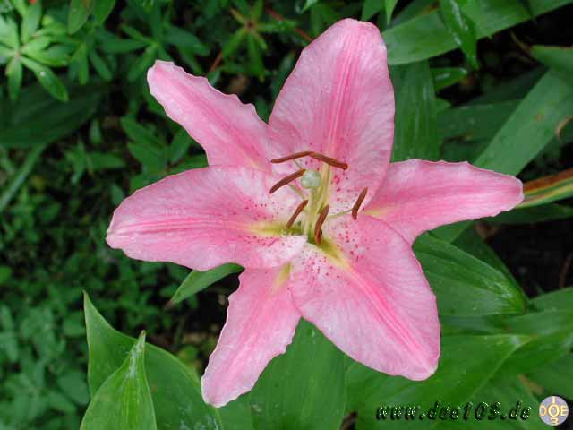 Flowers-doepics-a-54