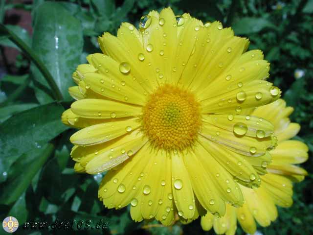 Flowers-doepics-a-55