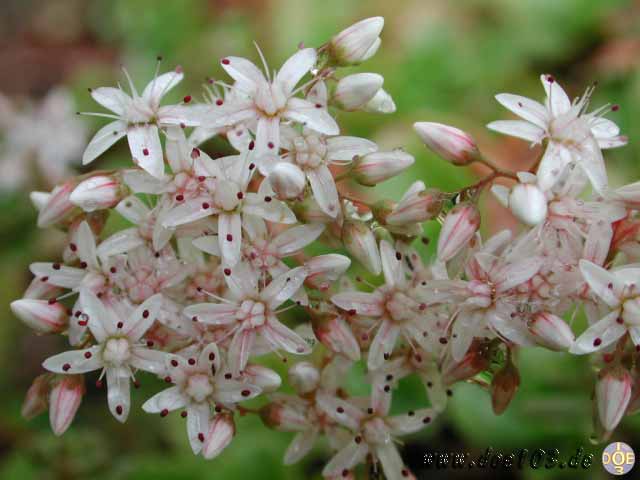 Flowers-doepics-a-56