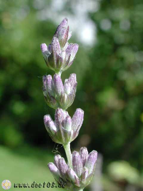 Flowers-doepics-a-57