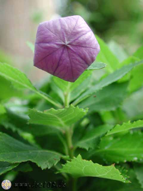 Flowers-doepics-a-66