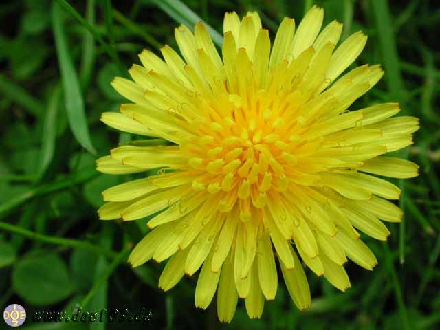 Flowers-doepics-a-67