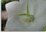 Flowers-doepics-a-09