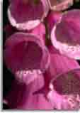 Flowers-doepics-a-24