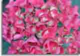 Flowers-doepics-a-28