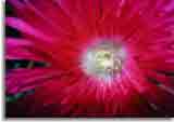 Flowers-doepics-a-30