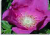 Flowers-doepics-a-34
