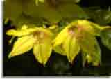 Natur-doepics-a-41