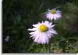 Natur-doepics-a-42