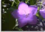 Flowers-doepics-a-45
