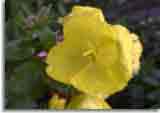 Flowers-doepics-a-46